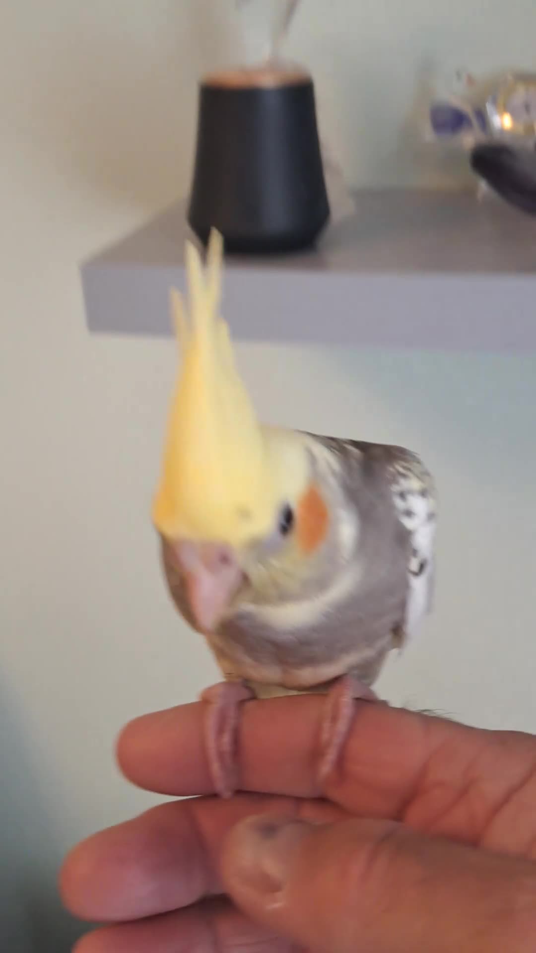 Cockatiels birds for sale: Hand reared baby cocktail very tame male  - Video 1