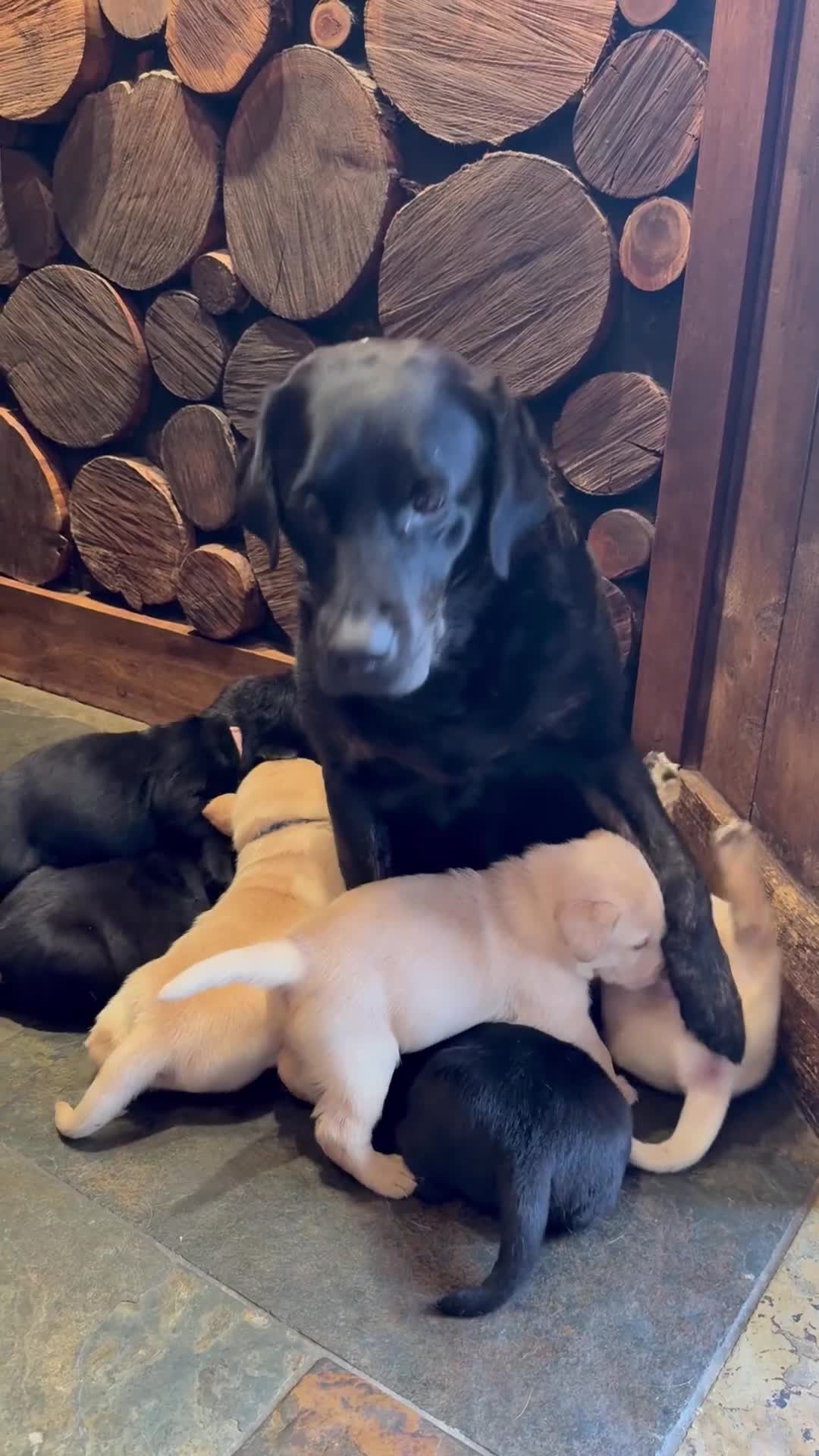 Labrador Retriever dogs for sale: KC PUPPY HUTCH  - Video 2