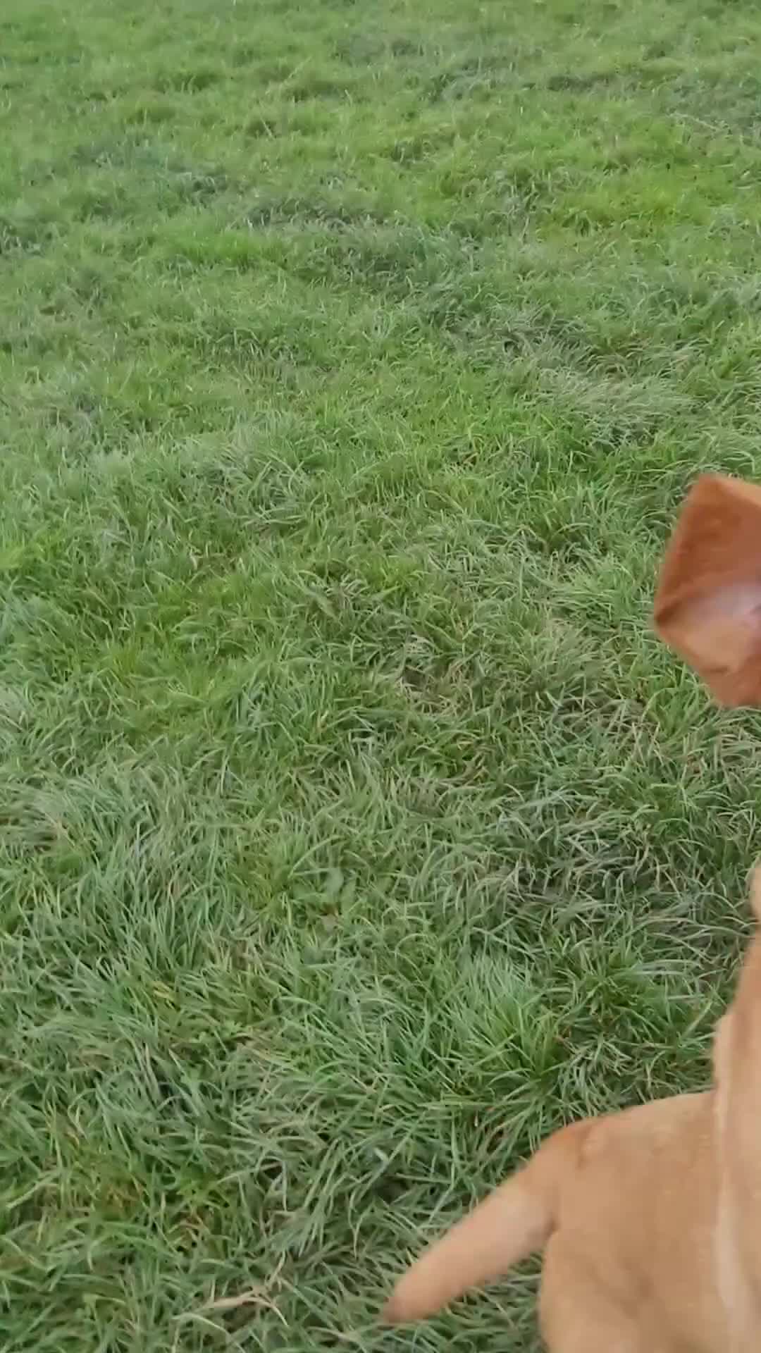 Labrador Retriever dogs for sale: Labradors for sale - Video 1