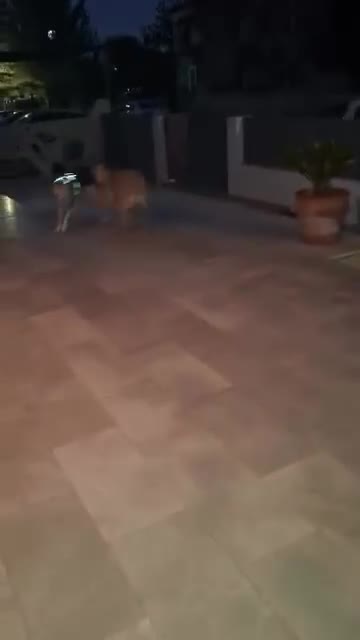 Mixed Breed dogs for adoption: Bobi! - Video 1