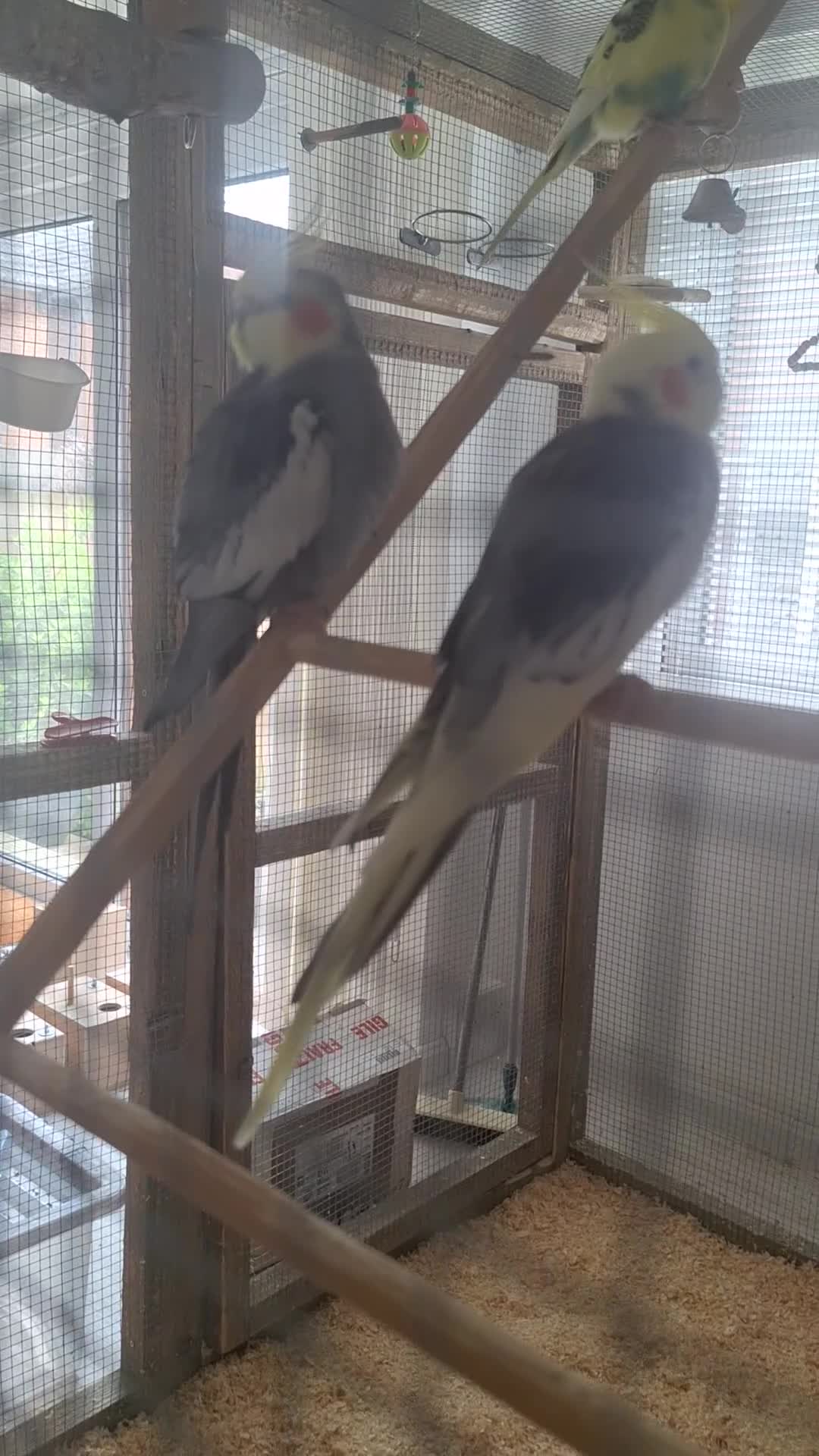 Cockatiels birds for sale: Pair of Cockatiels - Video 1