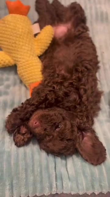 Cockapoo dogs for sale: Beautiful Cockerpoo F2b Puppies - Video 4