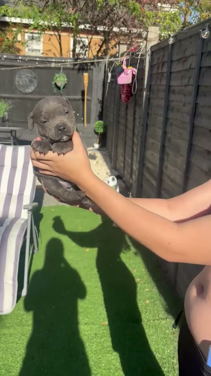 Staffordshire Bull Terrier dogs for sale: Blue Staff puppies  - Video 1