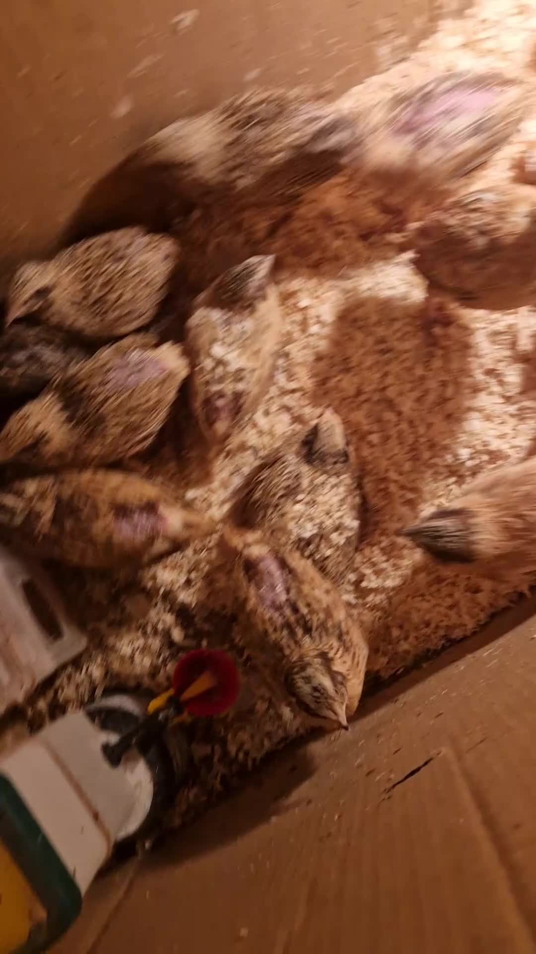 Quail poultry for sale: Jumbo coturnix quails - males - Video 1
