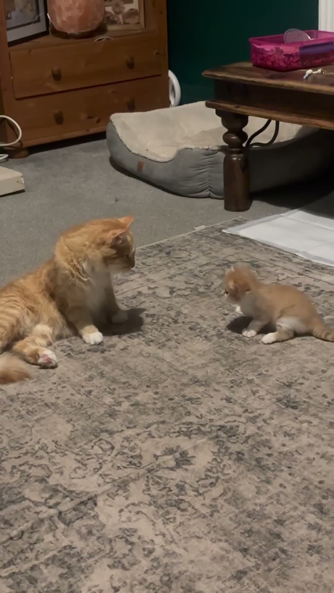 Ragdoll cats for sale: Ragdoll mix ginger boy - Video 2