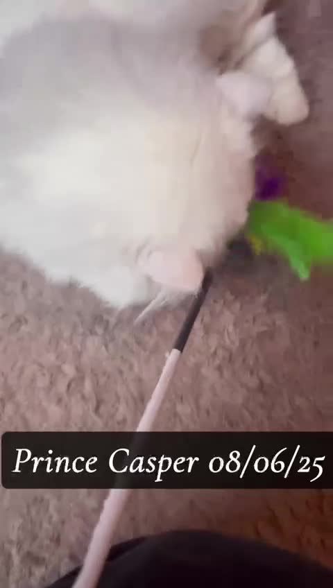 Munchkin cats for sale: Quality & Extremely Rare Persian Napoleon Minuets - Video 2