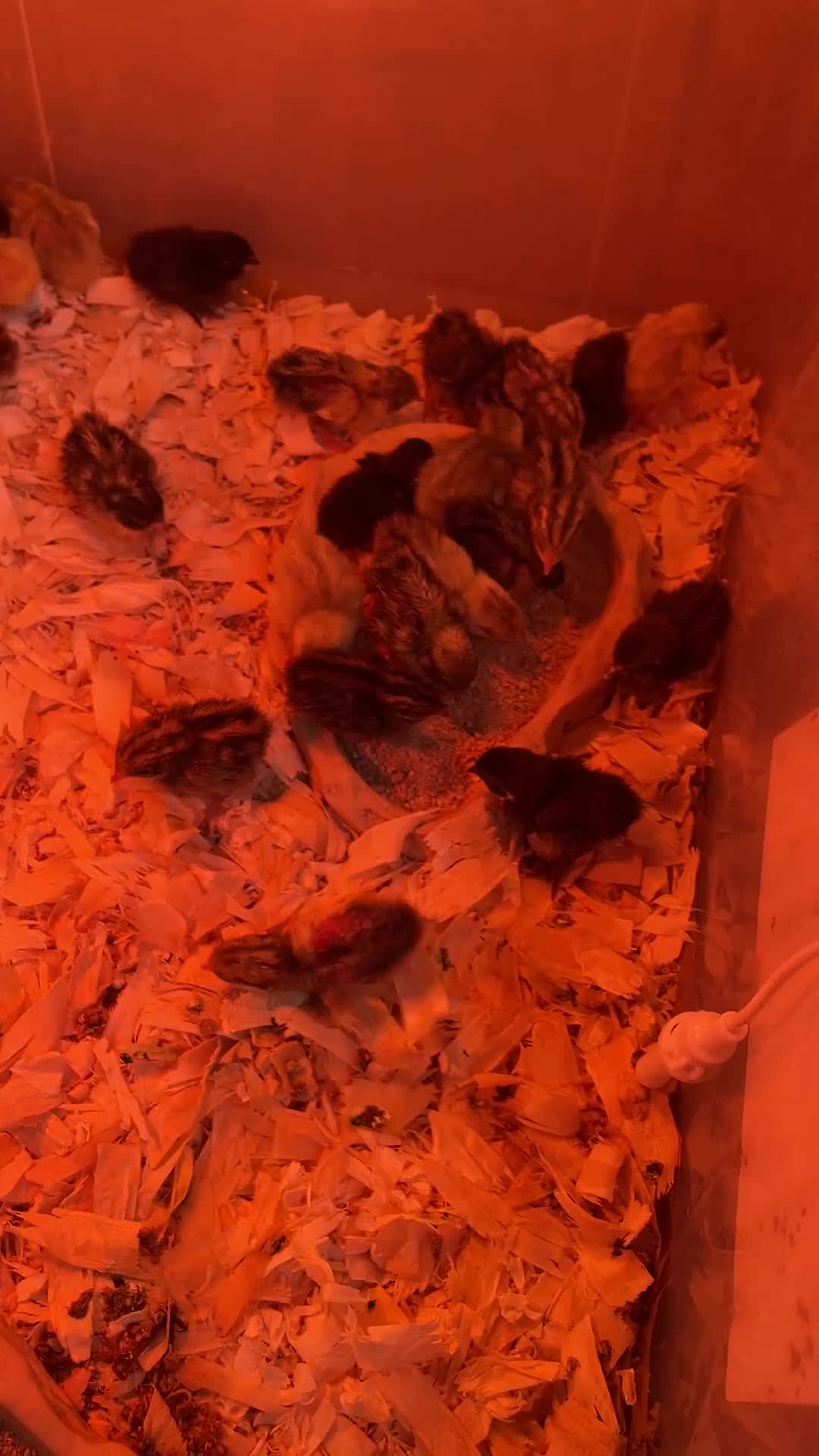 Quail poultry for sale: Chinese Painted Button Quail Chicks - Video 1