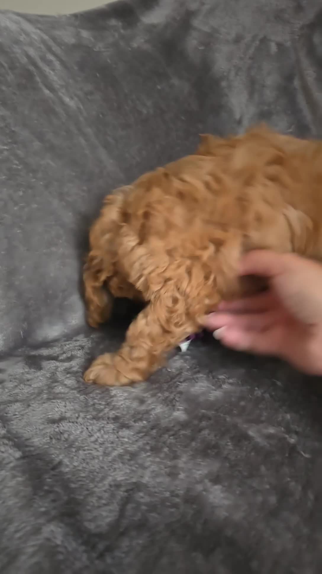 Cavapoo dogs for sale: Cavapoo Puppies Boys - Video 1