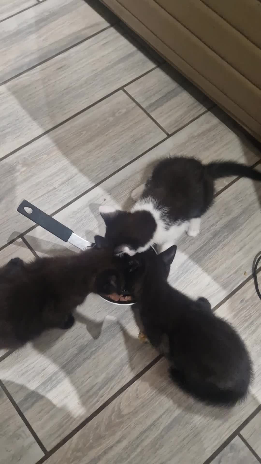 British Longhair cats for sale: Cats British longhair  - Video 1