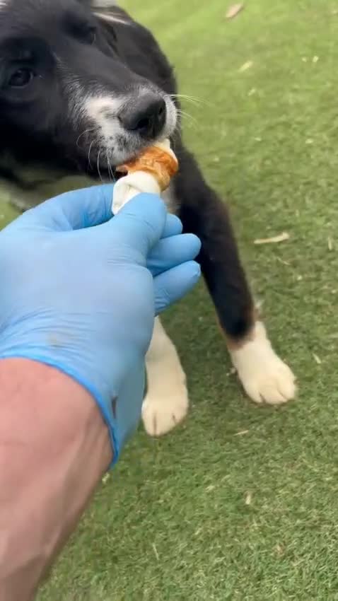 Mixed Breed dogs for adoption: Corbett - Video 5