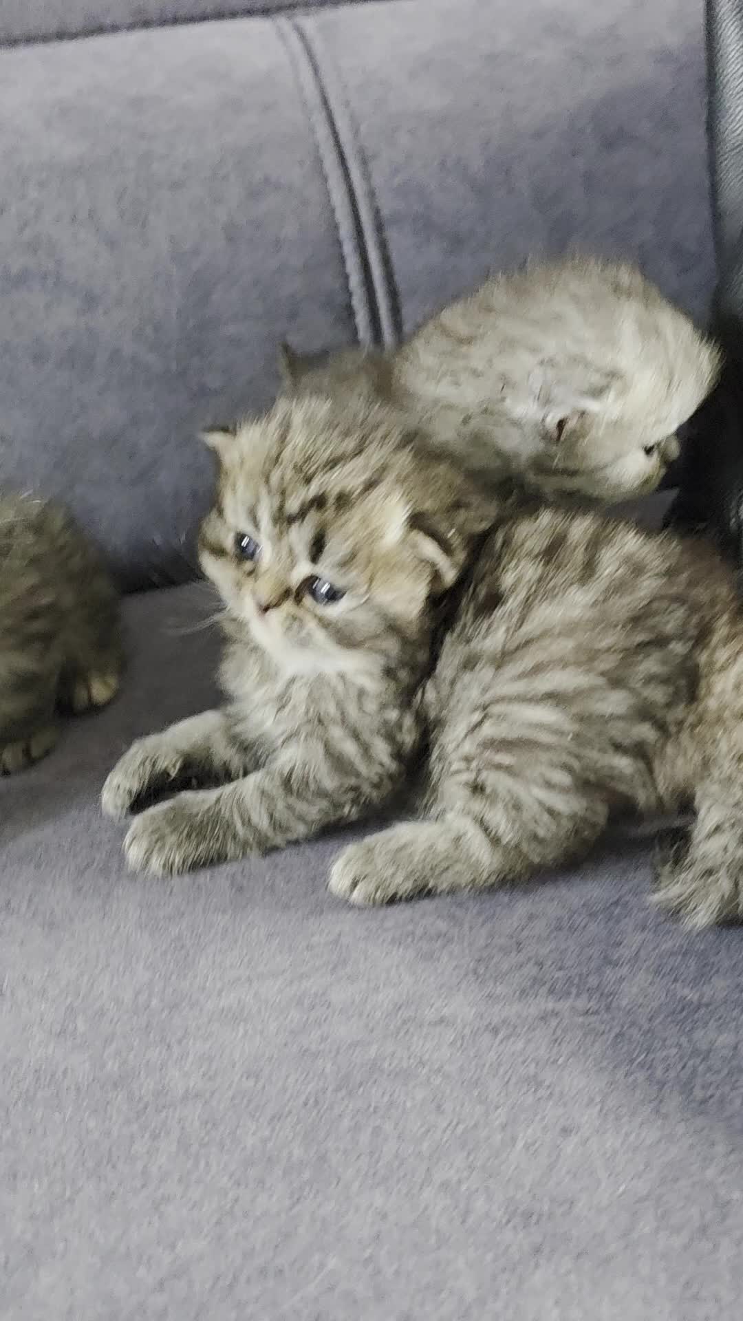 Persian cats for sale: 6 Stunning Persian Kittens - Video 2