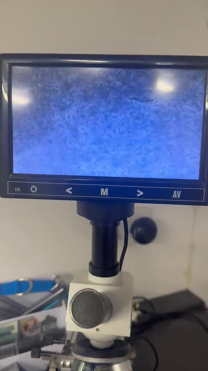 German Shepherd dogs for stud: Long hair KC registered Stud - Video 1