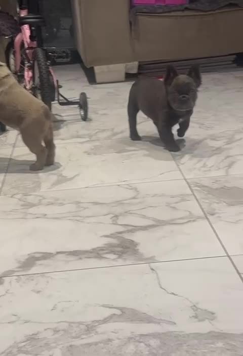 French Bulldog dogs for sale: Fluffy french bulldog puppy new shade  - Video 1