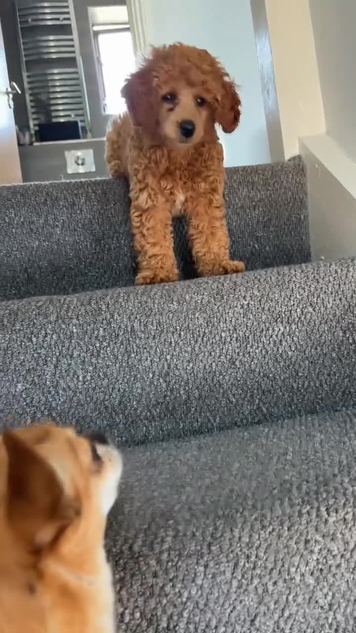 Toy Poodle dogs for sale: Toy Poodle Female Puppy Looking for a home  in Barnsley - Video 1