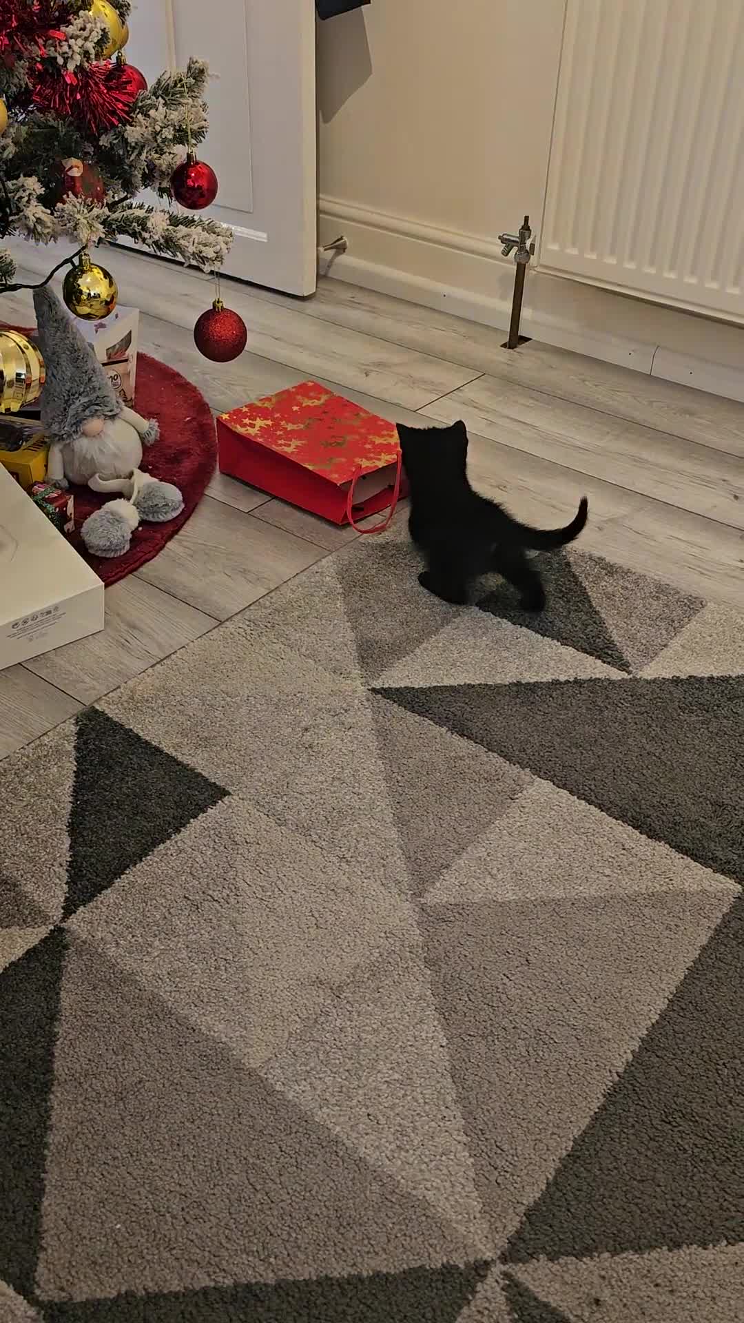 Mixed Breed cats for sale: Kitty - Video 2