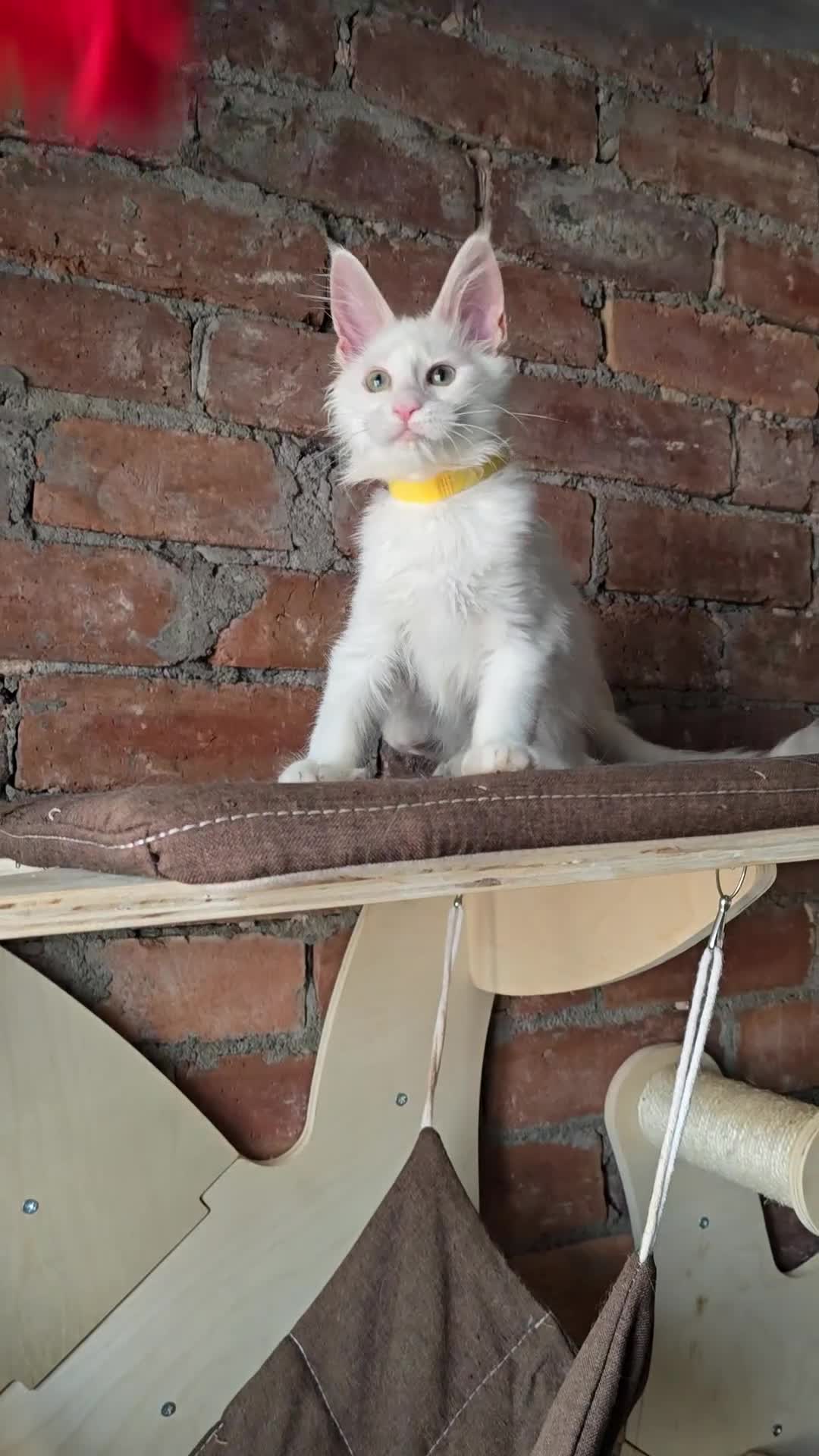 Maine Coon cats for sale: Reduced price- Last 2x Kittes - TICA MaineCoon - Video 4