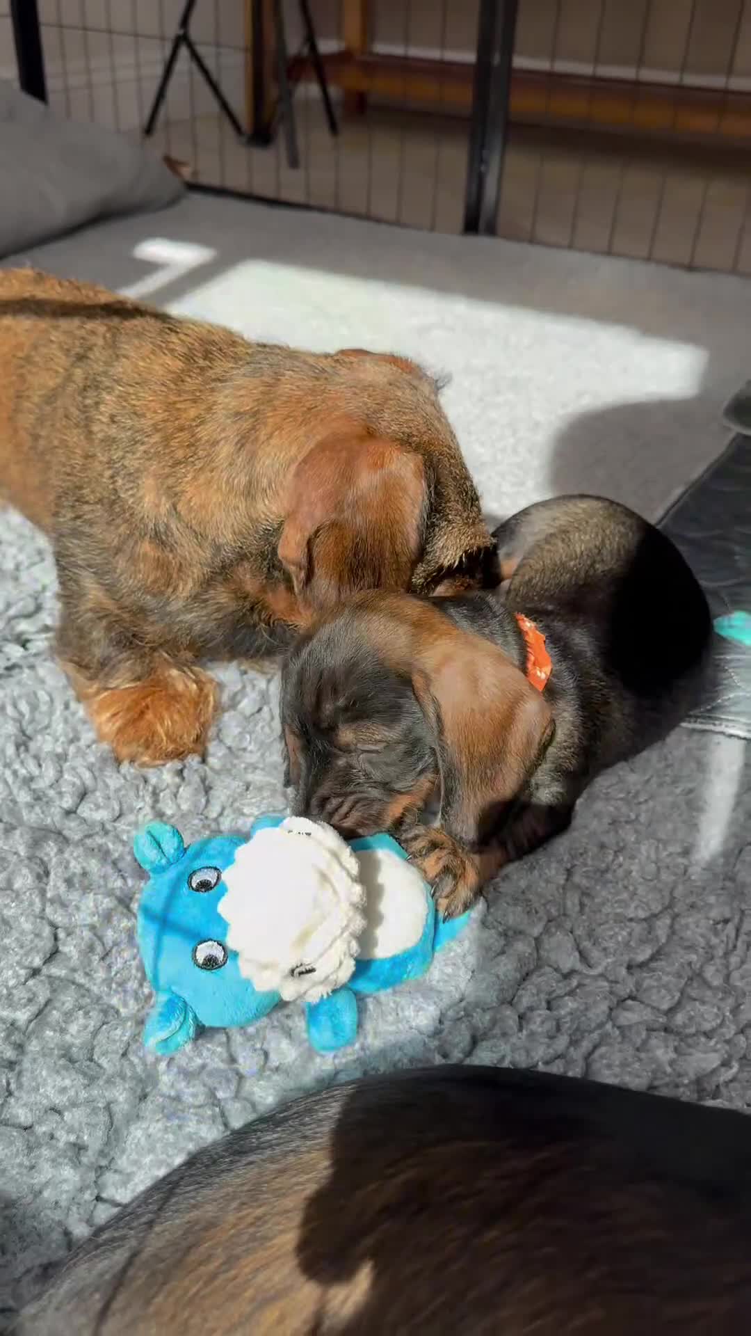 Miniature Dachshund dogs for sale: KC Reg Wire Haired Miniature Dachshund Puppies  - Video 1