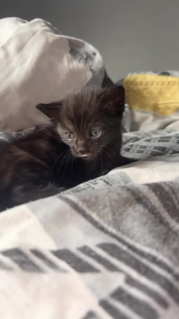 Mixed Breed cats for sale: 3 kittens - Video 1