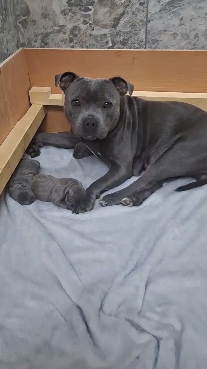 Staffordshire Bull Terrier dogs for sale: TOP QUALITY KC REG BLUE STAFFY! ONLY 1 GIRL LEFT! in Northolt - Video 2