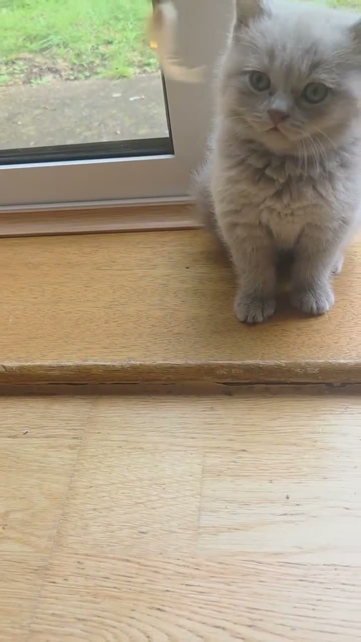 Scottish Fold cats for sale: Scottish kitten lilac blue, ready now, girl boy - Video 5