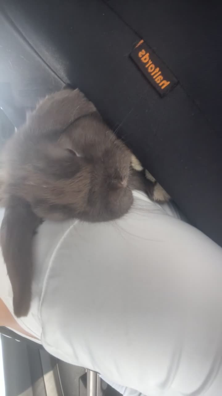 Mini Lop rabbits for sale: 2 bonded mini lops  - Video 1
