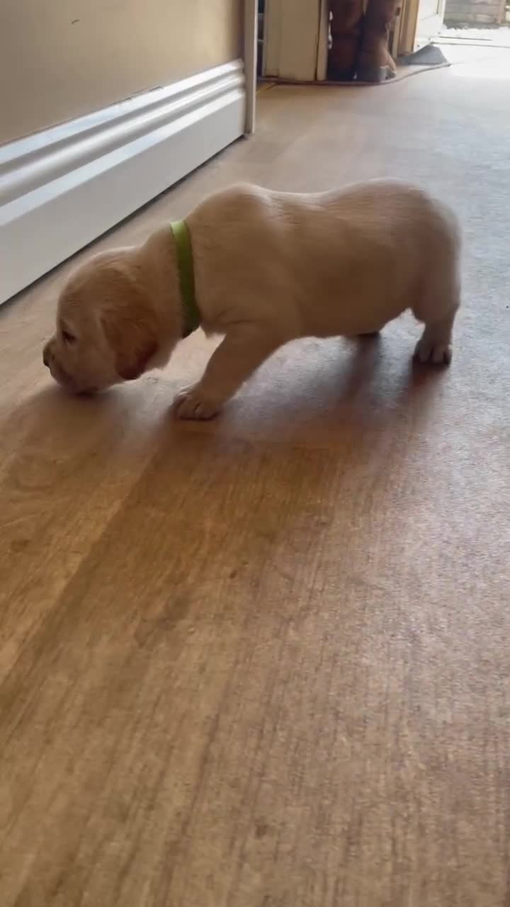 Labrador Retriever dogs for sale: 6x KC Reg Labrador's 3b /3g  2 black 4 Golden - Video 2