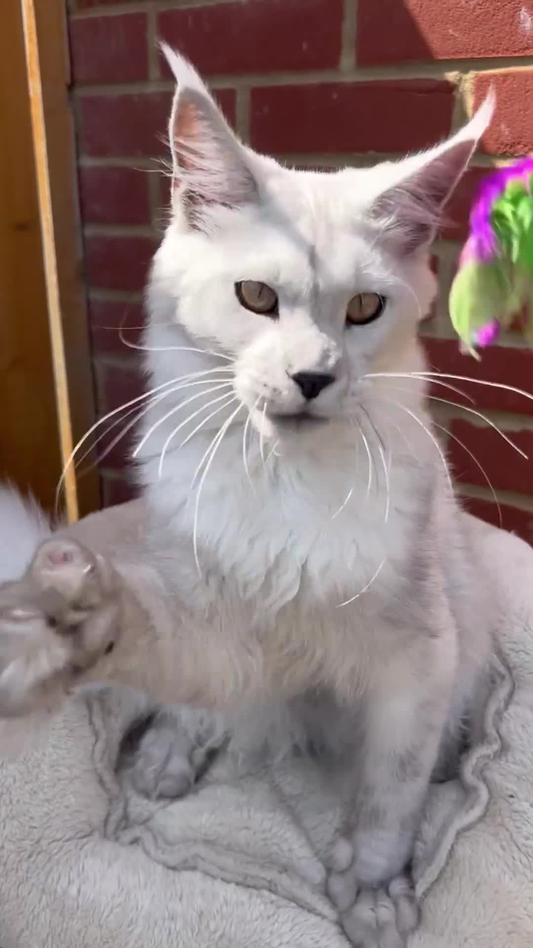 Maine Coon cats for sale: Exceptional cat kitten Maine coon XXL black smoke - Video 2