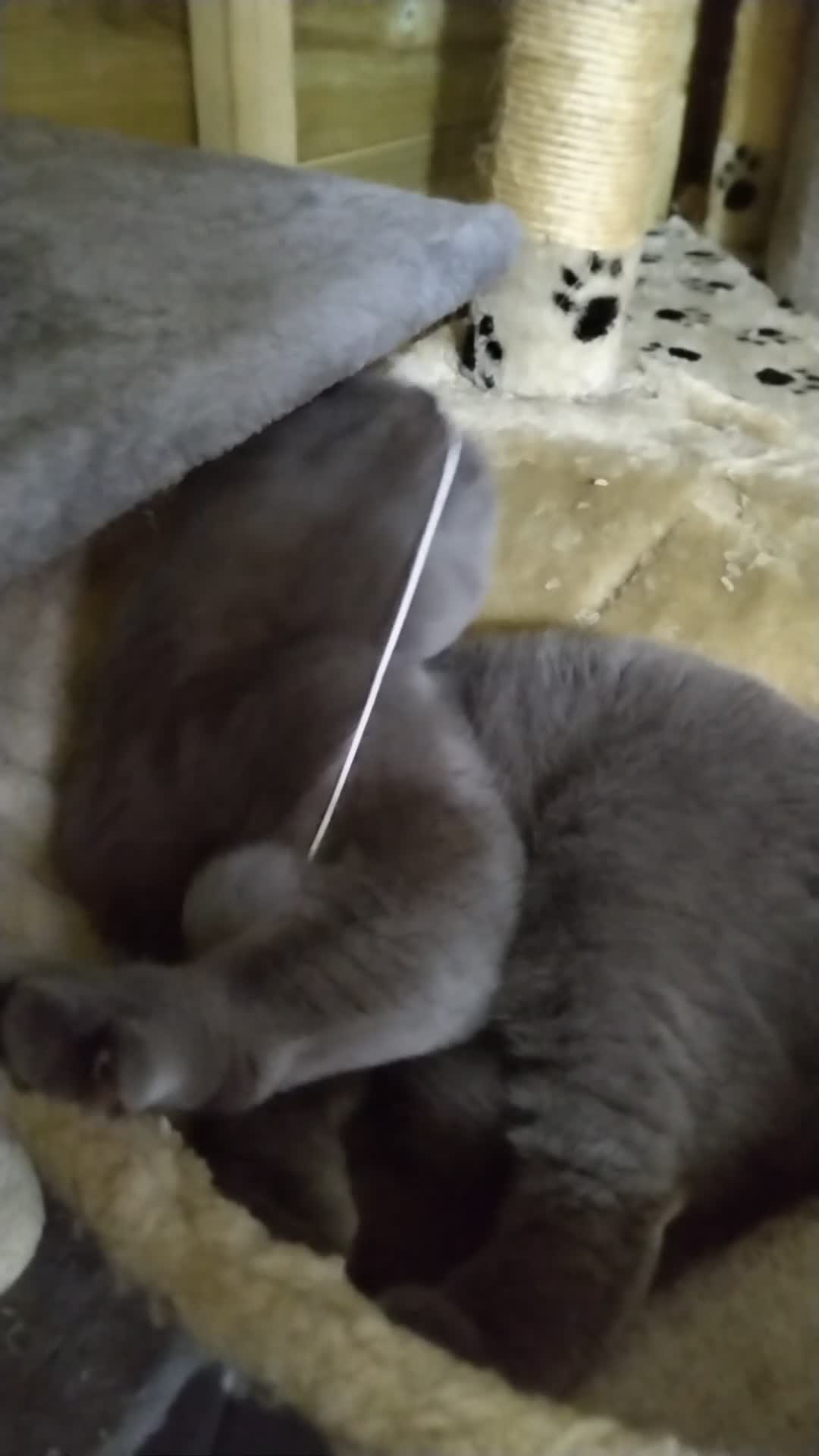 British Shorthair cats for sale: Gccf active registered blue BSH queen - Video 1