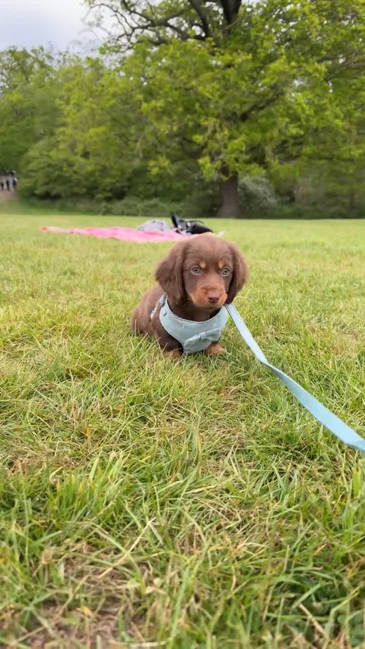 Dachshund dogs for sale: Dachshund Puppy 9 Weeks - Video 1