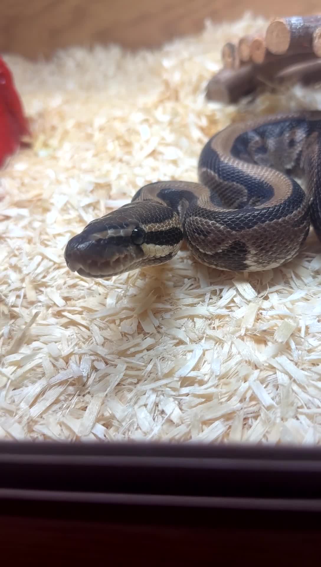 Python Snake reptiles for sale: Ball python  - Video 1