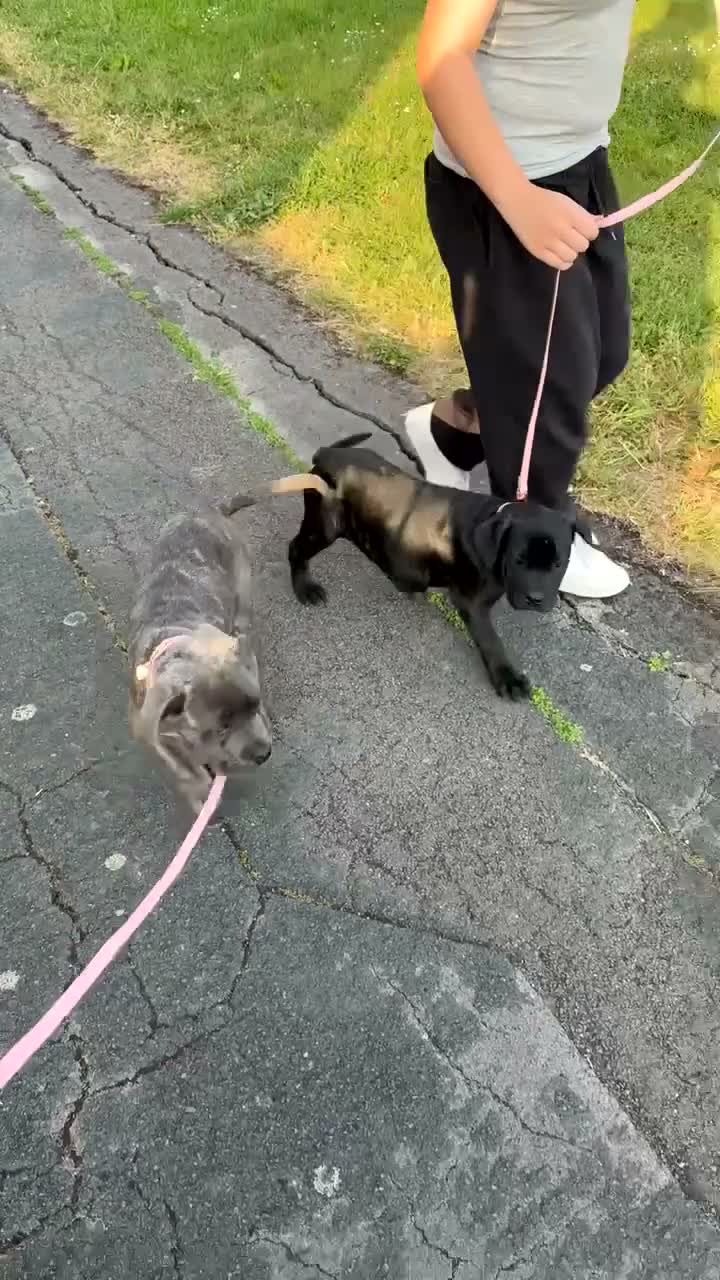 Cane Corso dogs for sale: Blue brindle cane corso in Swindon - Video 1