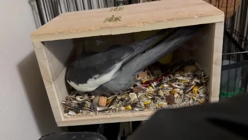 Cockatiels birds for sale: Beautiful Pair of Cockatiels for Sale  in Walsall - Video 3