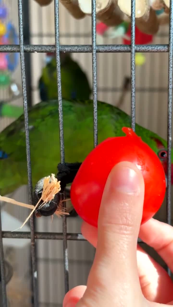 Parakeets birds for sale: Kakarikis - Video 2