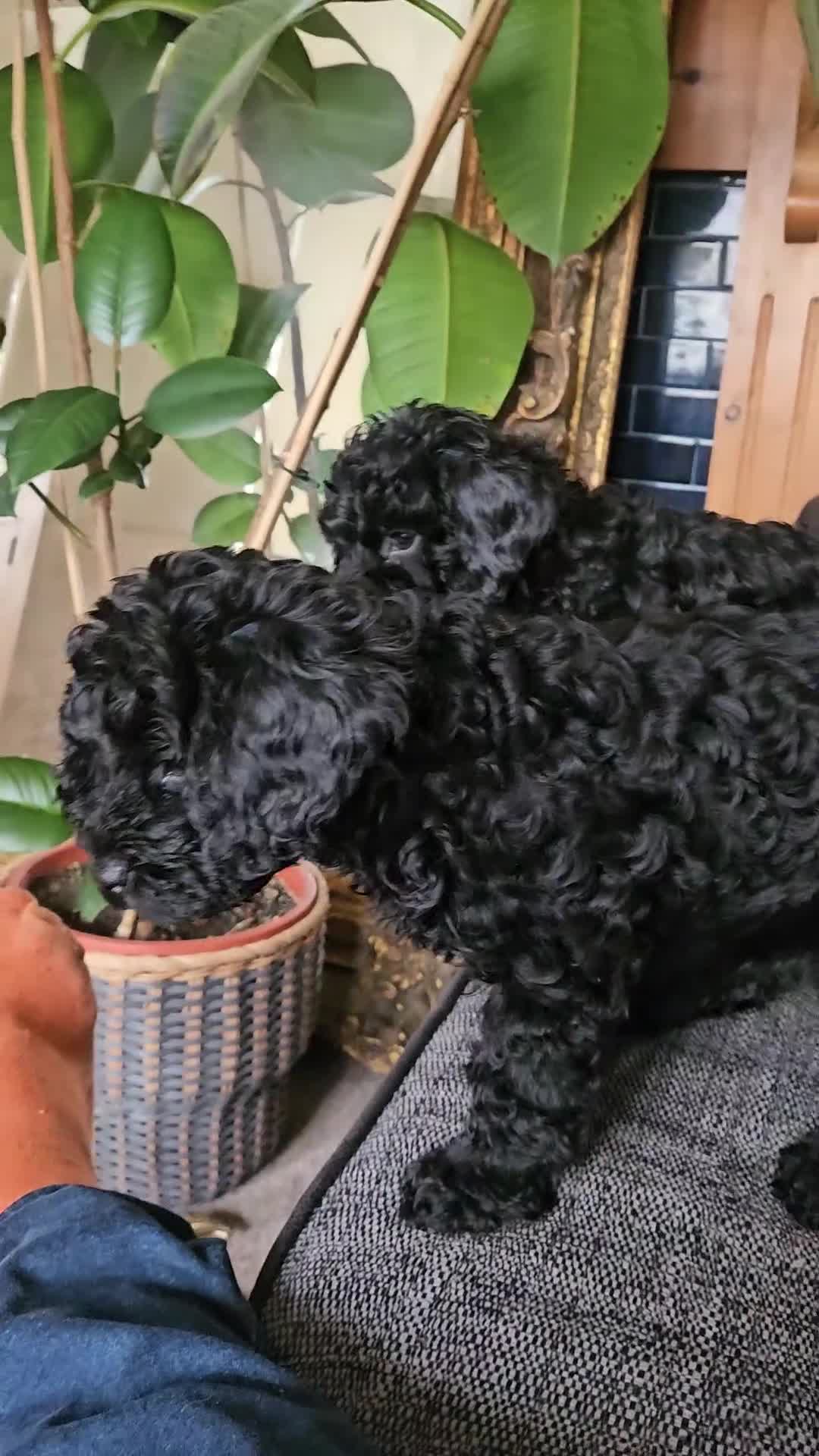 Cavapoo dogs for sale: READYtoday. Cavapoos puppies - Video 5