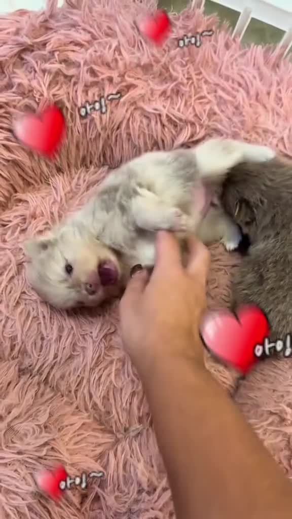 Pomeranian dogs for sale: 🧸 Dream Teddy Bear( Price reduced) - Video 1