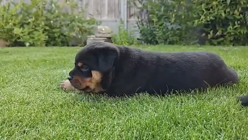 Rottweiler dogs for sale: Rottweiler pups looking for homes  - Video 1