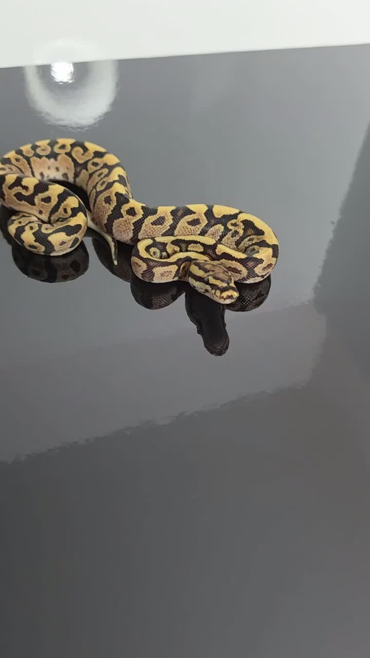 Python Snake reptiles for sale: Regius pythons/ ball pythos - Video 2