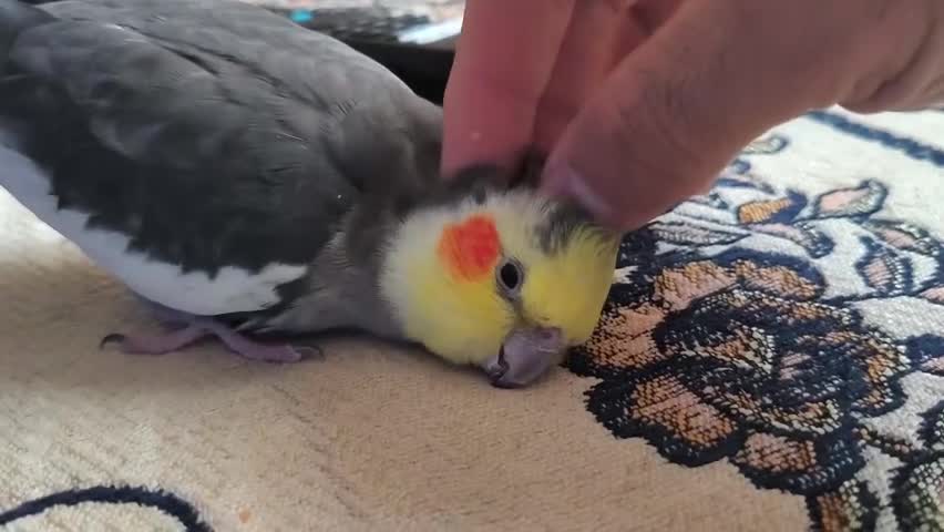 Cockatiels birds for sale: Cockatiel in Edgware - Video 1
