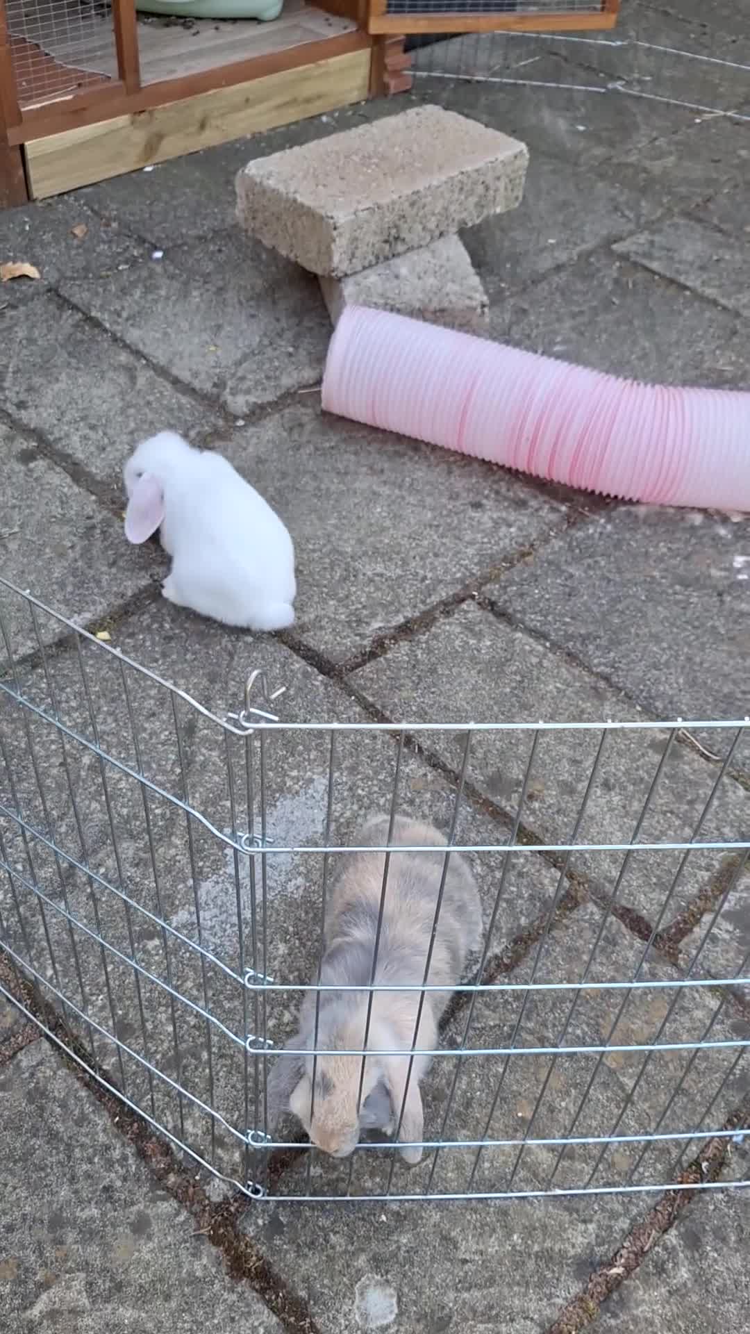 Mini Lop rabbits for sale: Mini Lop siblings & hutch FOR SALE (10 weeks) - Video 1