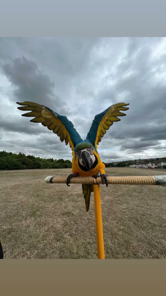 Macaws birds for sale: 6 year old blue and gold macaw  - Video 2
