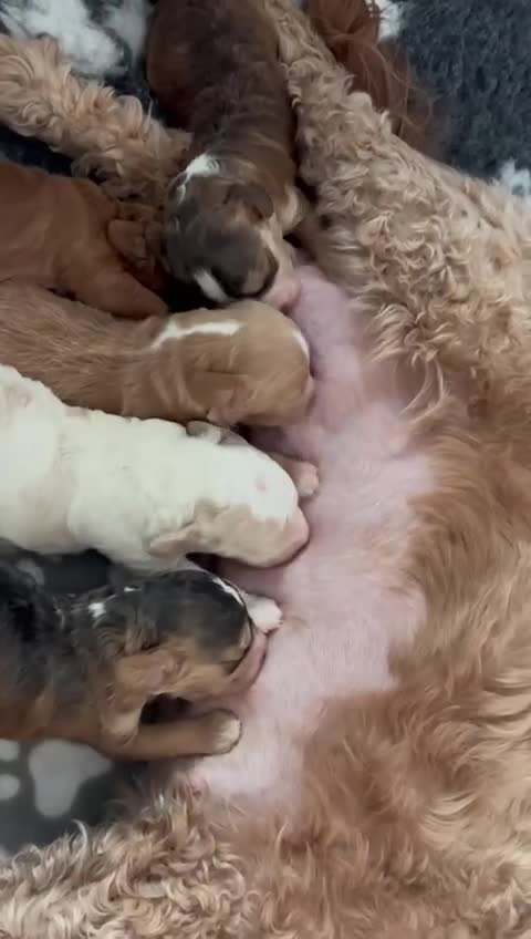 Cockapoo dogs for sale: F2 Cockapoos - 1 boy and 3 girls remain  - Video 2