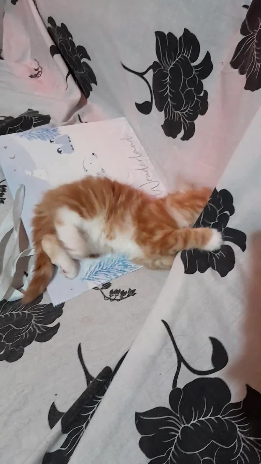 Mixed Breed cats for sale: 3 gorgeous kittens 😺😸😻 - Video 1