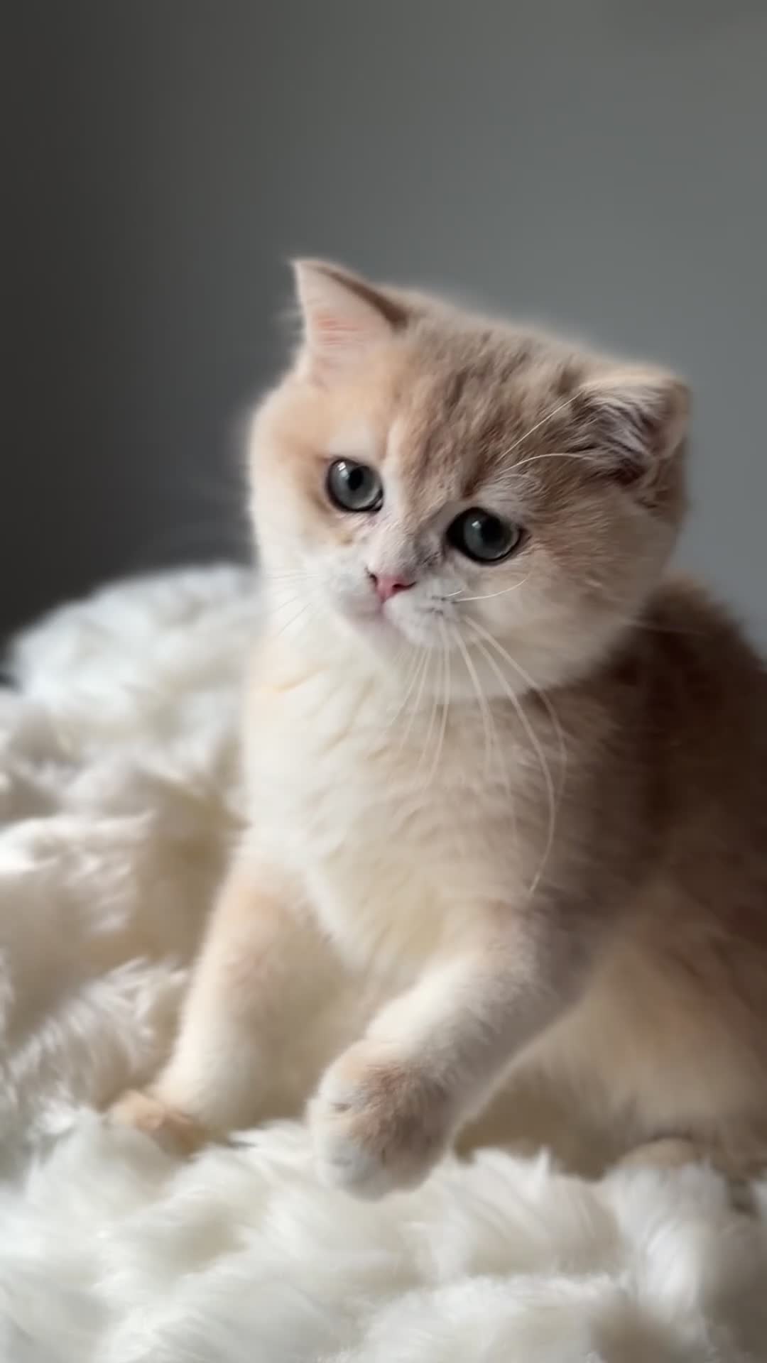 British Shorthair cats for sale: Luxury British Shorthair Lilac kitten - Video 4