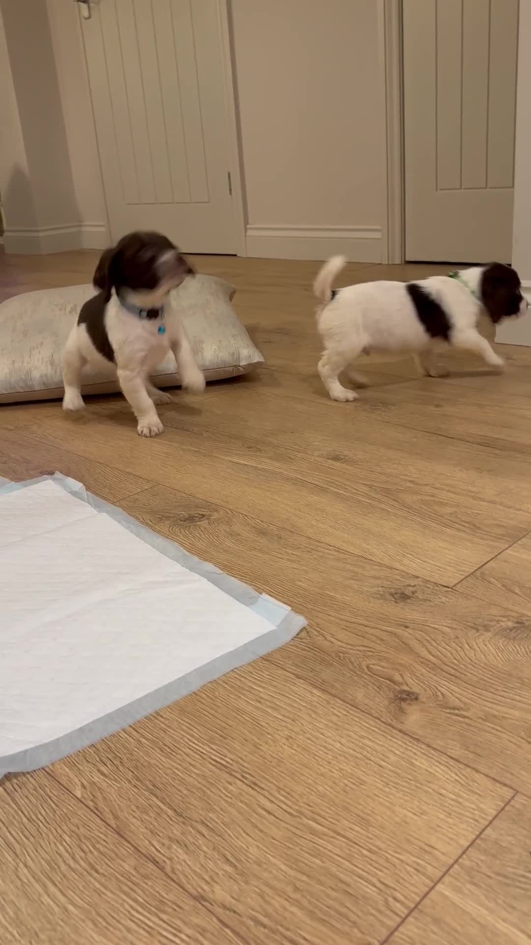 Cocker Spaniel dogs for sale: Cocker spaniel puppies ready for forever home - Video 1