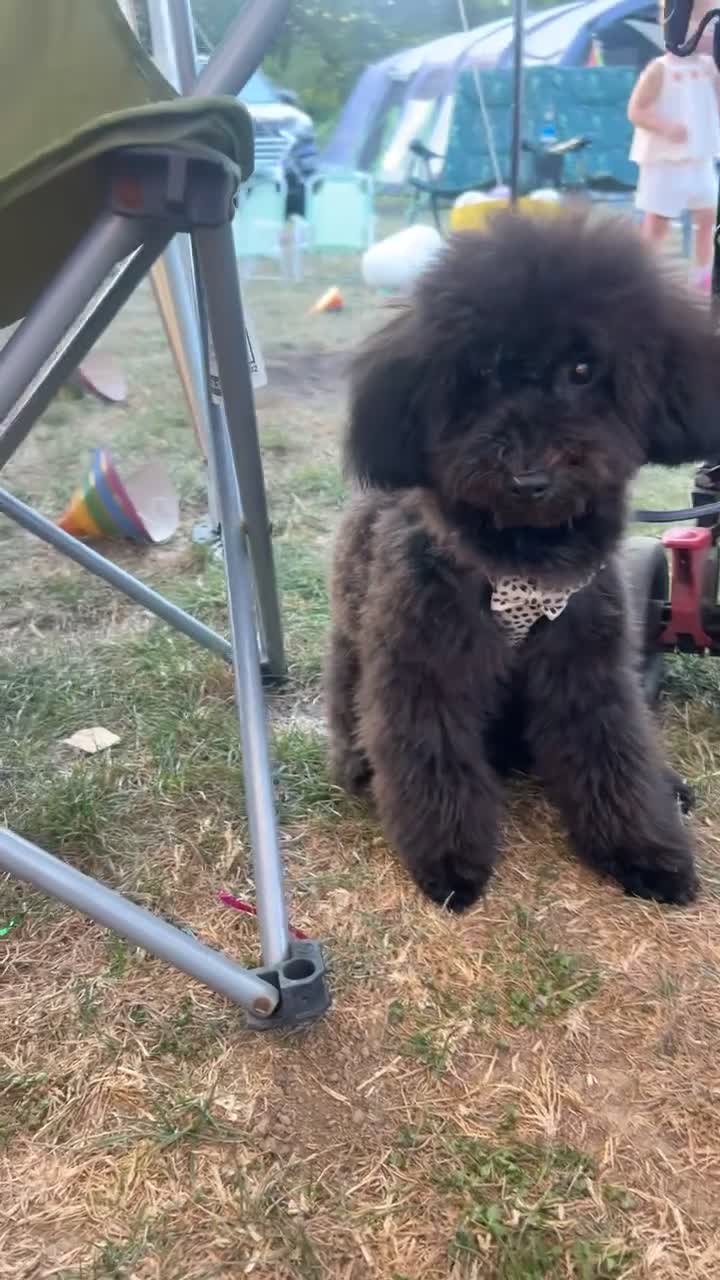 Cavapoo dogs for sale: 🐾Beautiful Girl 6 Month Old F1 CavapooCoco 🐾 in Southampton - Video 3