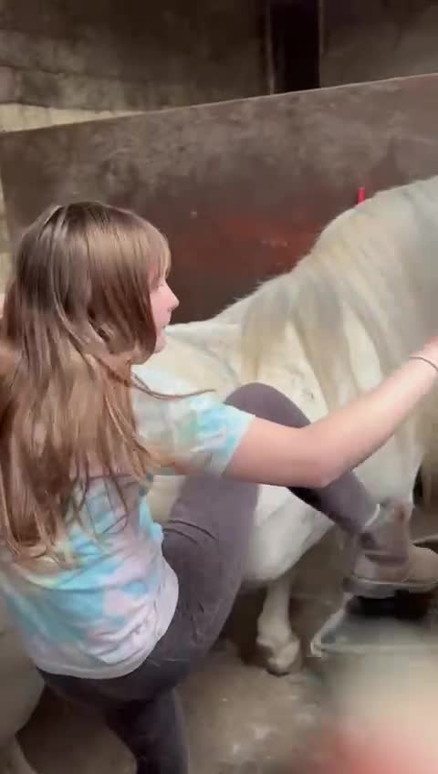 Irish Cob horses for sale: 12.3 Cob Pony - Video 1