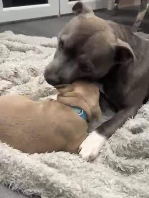 Staffordshire Bull Terrier dogs for sale: Blue fawn male pup - Video 1