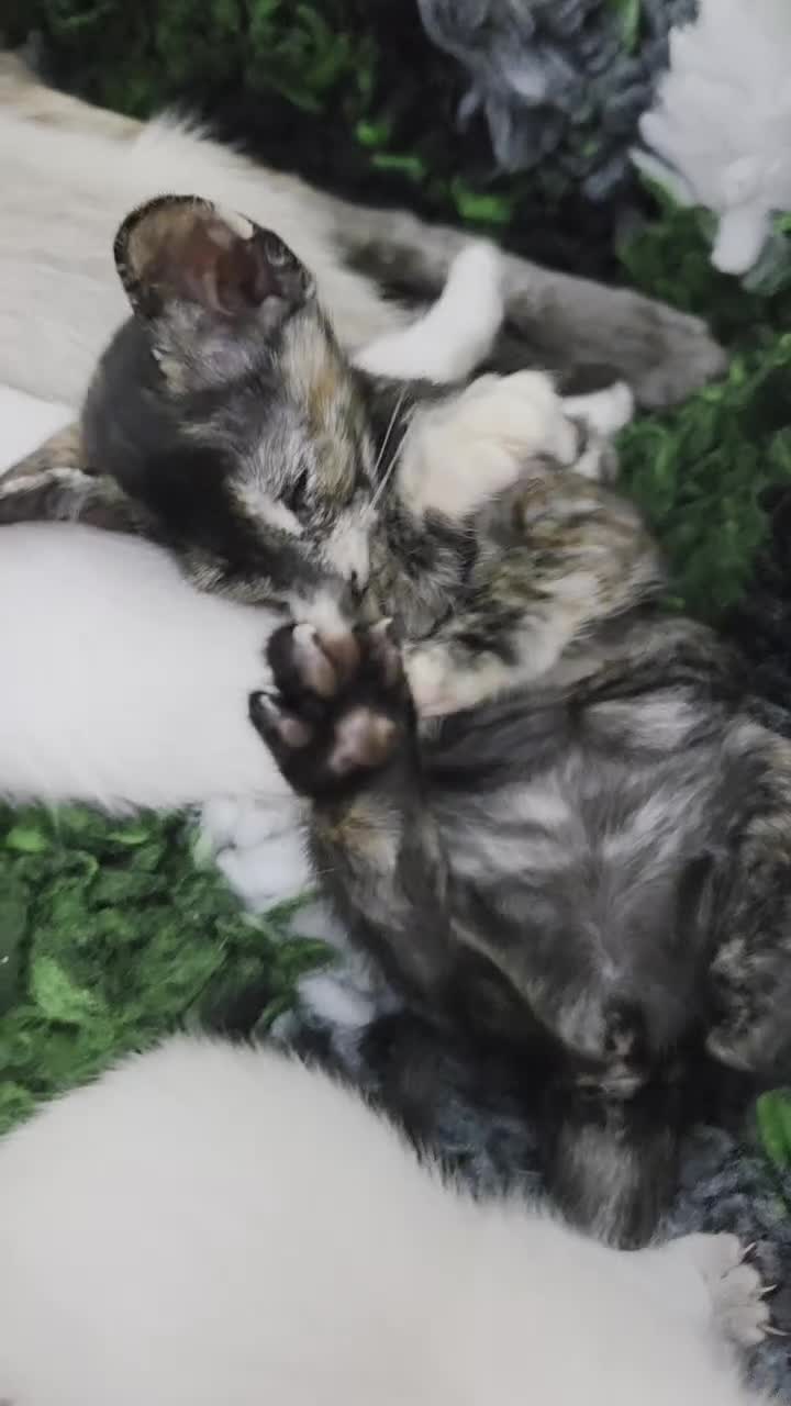 Oriental cats for sale: Beautiful GCCF registered Oriental kittens - Video 1