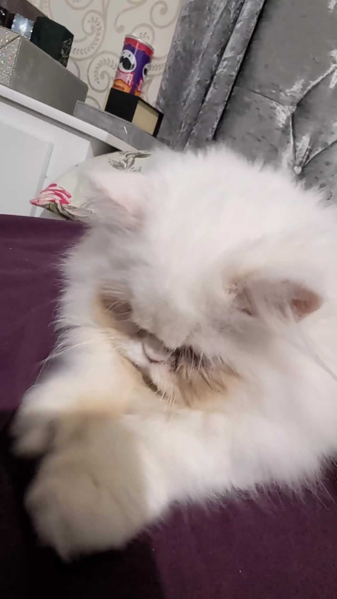 Munchkin cats for sale: Munchkin 6 months old kitten for sale - Video 1