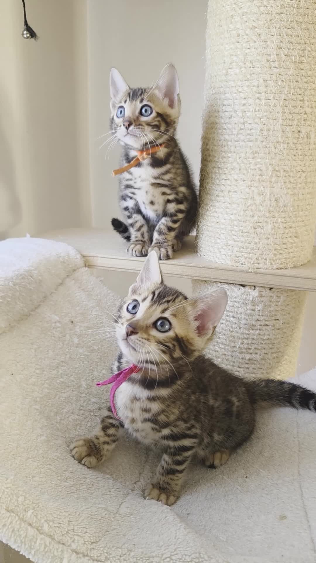 Bengal cats for sale: ⚜️Bengal kittens Tica registered ⚜️ - Video 1